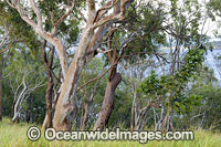 Eucalypt forest Hayman Island Photo - Gary Bell