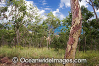 Eucalypt forest Whitsunday Islands Photo - Gary Bell