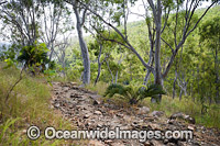 Hiking in Eucalypt forest Hayman Island Photo - Gary Bell