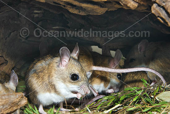 a Spinifex Hopping Mouse Notomys alexis photo