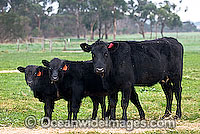 Black Angus Cattle calves Photo - Gary Bell
