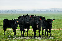 Black Angus Cattle calves grazing Photo - Gary Bell