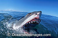 Great White Shark with open jaws Photo - Gary Bell