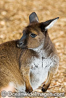 Kangaroo Macropus fuliginosus fuliginosus Photo - Gary Bell