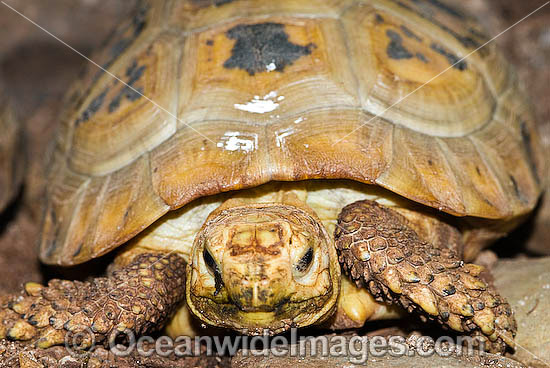 Elongate Tortoise Indotestudo elongata photo