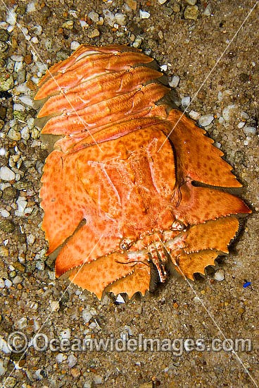 Slipper Lobster Ibacus alticrenatus photo