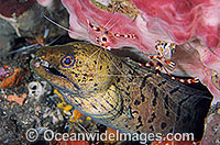 Spot-face Moray Eel cleaned by Cleaner Shrimp Photo - Gary Bell