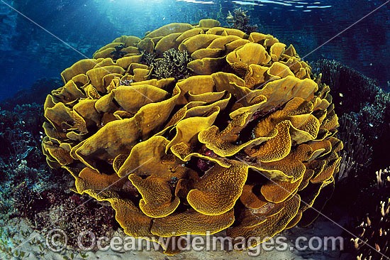 Cabbage Coral Turbinaria reniformis photo