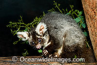Greater Glider Petauroides volans Photo - Gary Bell