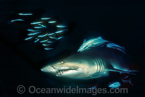 Grey Nurse Shark Carcharias taurus photo