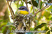 Eastern Yellow Robin in nest Photo - Gary Bell