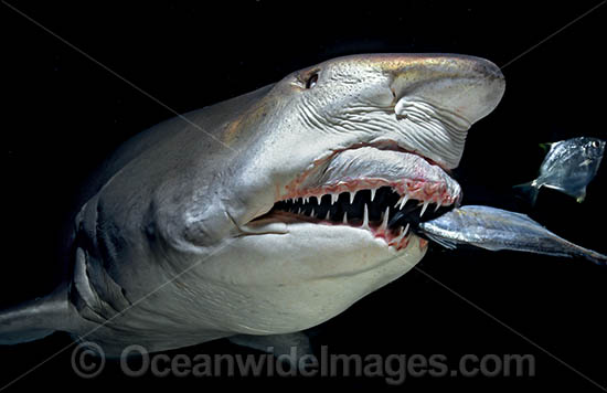 Grey Nurse Shark feeding photo