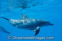 Bottlenose Dolphin Cocos Island Photo - Karen Willshaw