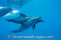 Bottlenose Dolphin pair Photo - Karen Willshaw