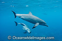 Bottlenose Dolphin pair Photo - Karen Willshaw