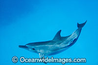 Bottlenose Dolphin Cocos Island Photo - Karen Willshaw