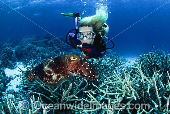 Scuba Diver Broadclub Cuttlefish photo