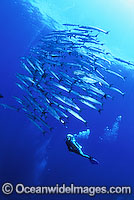 Scuba Diver Chevron Barracuda Photo - Bob Halstead