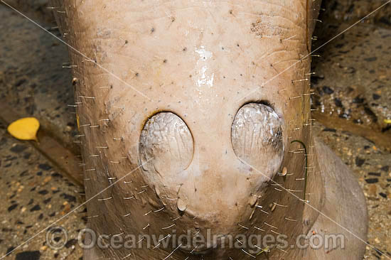 Dugong nostrils and snout photo