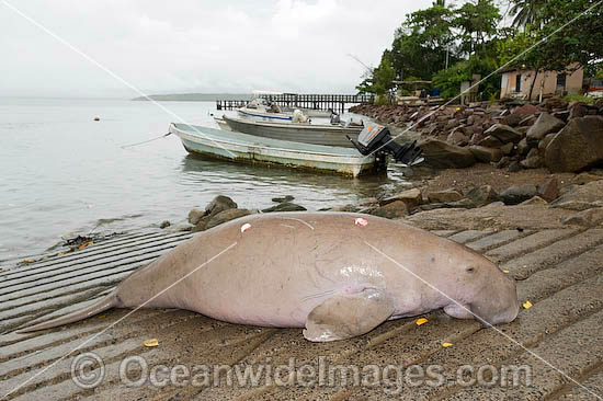 Dugong captured by Islanders photo