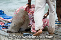 Dugong traditional hunting rights Photo - Gary Bell