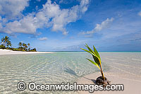 Coconut tropical beach Cocos Islands Photo - Gary Bell