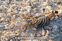 Coral Crayfish shell Cocos Islands Photo - Gary Bell