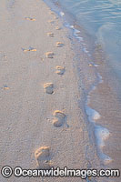 Footprints in sand Cocos Islands Photo - Gary Bell