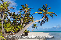 coconut palm beach Cocos Islands Photo - Gary Bell