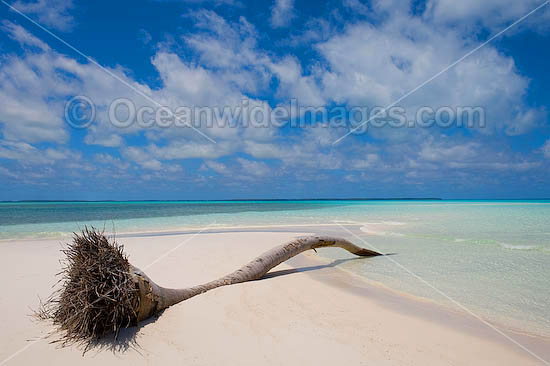 Coconut palm tropical beach photo