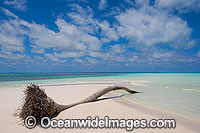 Coconut palm tropical beach Photo - Gary Bell