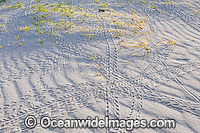 Red Hermit Crab tracks Photo - Gary Bell