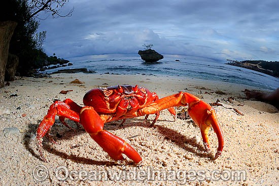 Christmas Island Red Crab on beach photo
