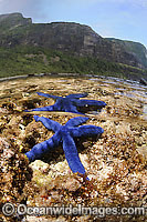 Blue Linckia Sea Star in rock pool Photo - Justin Gilligan