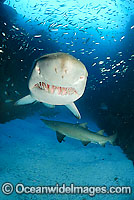Grey Nurse Shark Carcharias taurus Photo - Justin Gilligan