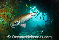 Grey Nurse Shark Australia Photo - Justin Gilligan