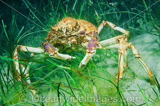 Spider Crab Leptomithrax gaimardii photo