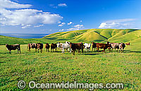 Beef Cattle grazing Photo - Gary Bell
