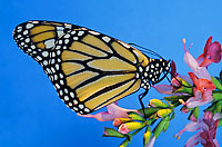 Wanderer Butterfly Photo - Gary Bell