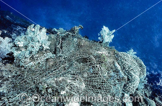 Fishing net on reef photo