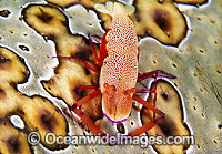 Commensal Shrimp on a Sea Cucumber Photo - Gary Bell
