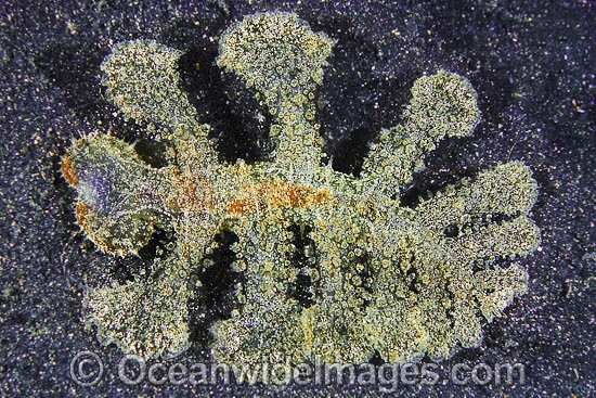Nudibranch Melibe fimbriata photo