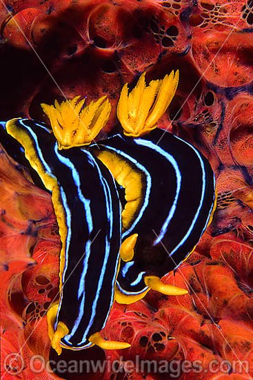 Nudibranch Chromodoris kuiteri photo
