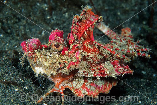 Devil Stinger Scorpionfish Inimicus didactylus photo