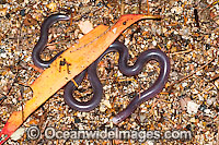 Blackish Blind Snake Ramphotyphlops nigrescens Photo - Gary Bell