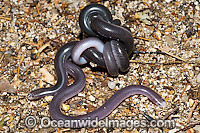 Blackish Blind Snake pair coiled together Photo - Gary Bell