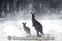 Eastern Grey Kangaroo mother with joey Photo - Gary Bell