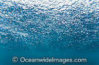 Raining on ocean surface Photo - Gary Bell