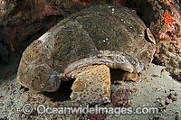 Loggerhead Sea Turtle Caretta caretta Photo - Michael Patrick O'Neill