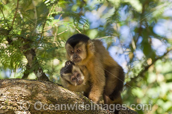 Brown Capuchin Monkey photo